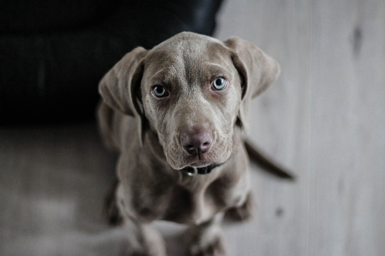 Eco Friendly Pet poop Bags