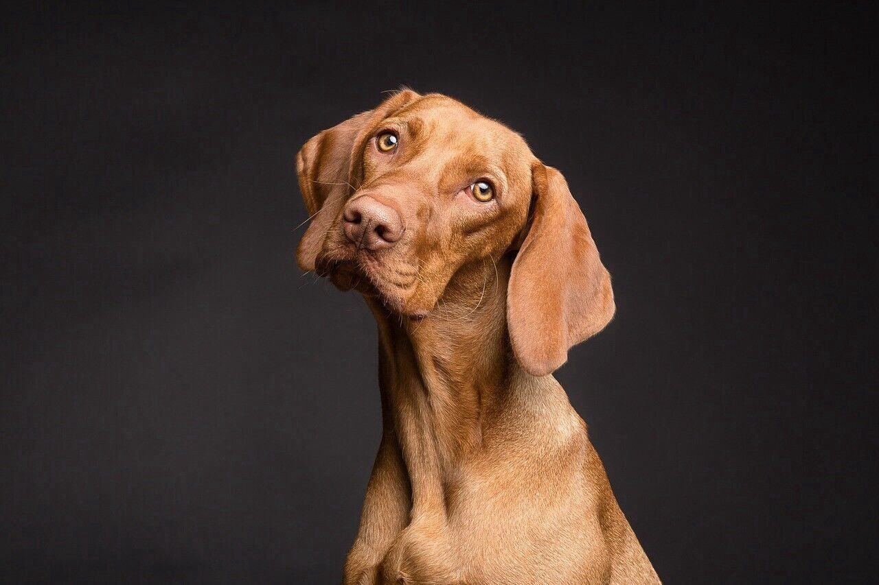 Eco Friendly Pet poop Bags