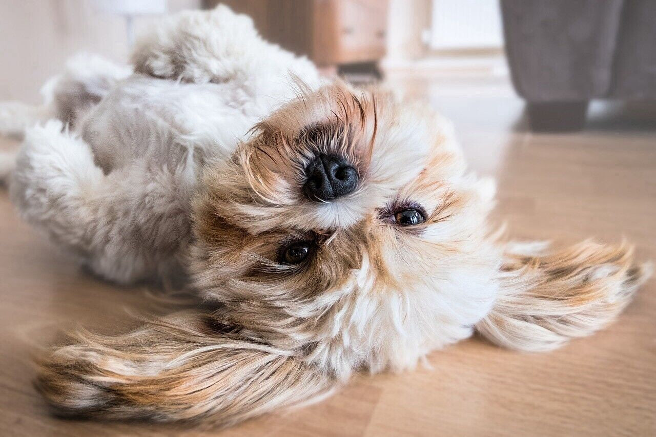 Eco Friendly Pet poop Bags