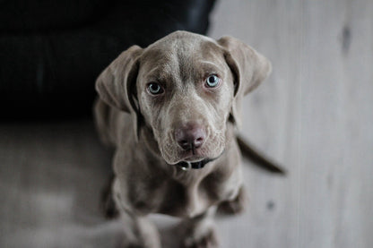 Eco Friendly Pet poop Bags